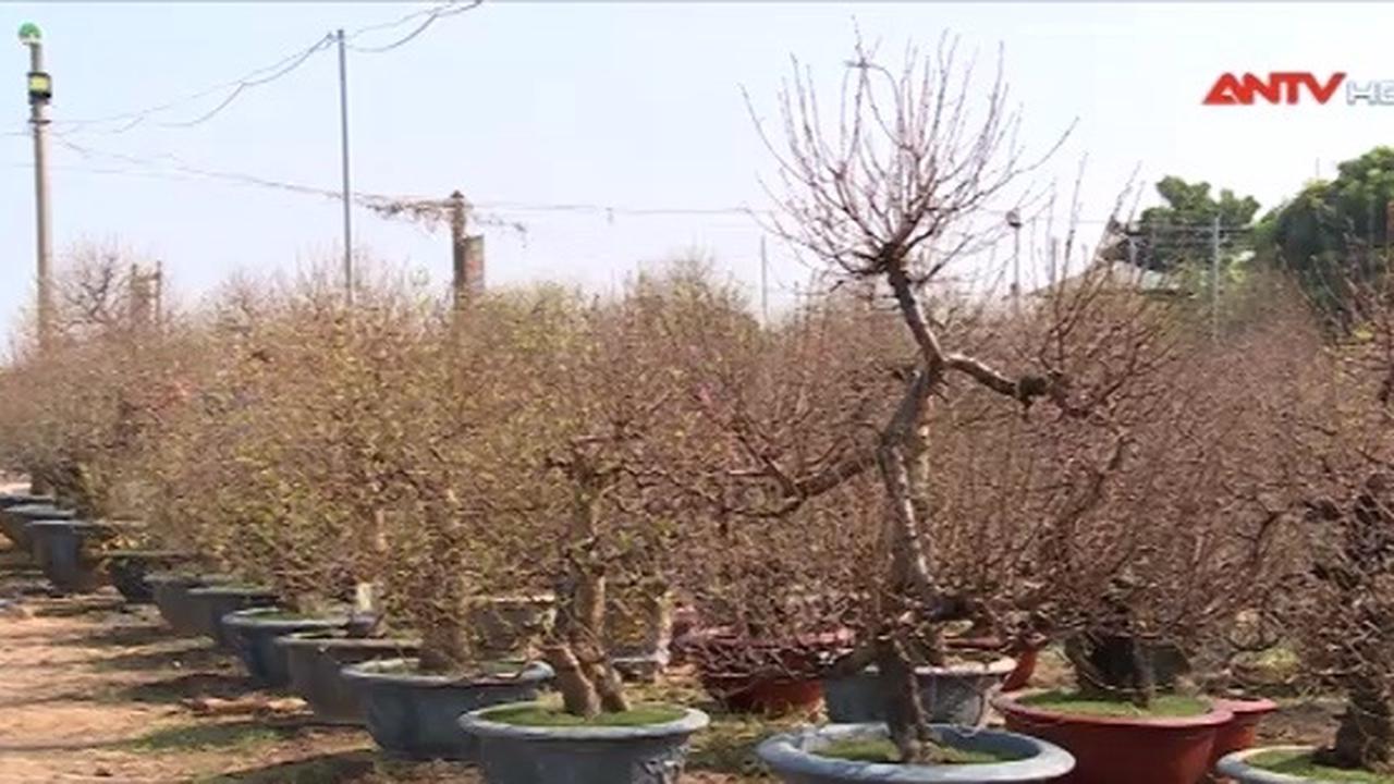 Làng đào Nhật Tân chuẩn bị vụ Tết
