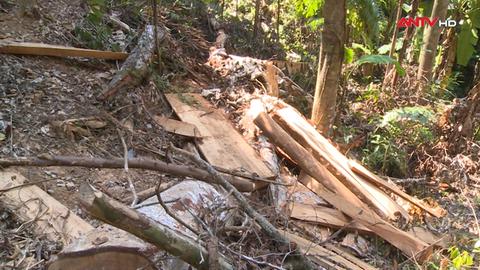 Vẫn khó dẹp nạn phá rừng tại Thừa Thiên Huế, vì sao?