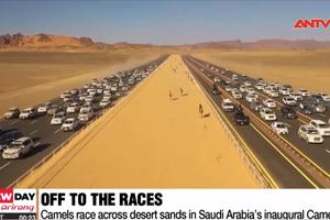 Cuộc đua lạc đà kỳ thú tại Saudi Arab