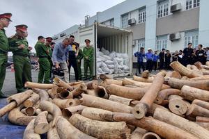 Bắt giữ 7 tấn ngà voi nhập lậu tại cảng Hải Phòng