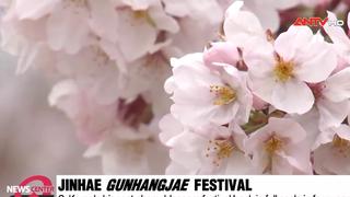  Lễ hội Hoa anh đào Jinhae rực rỡ tại Hàn Quốc