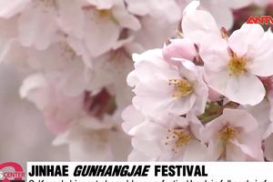  Lễ hội Hoa anh đào Jinhae rực rỡ tại Hàn Quốc