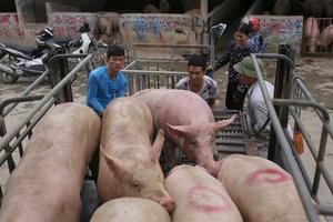 Giá lợn hơi giảm, tại sao giá thịt thương phẩm chưa giảm?