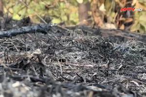 10 ha rừng thông bị ảnh hưởng sau vụ cháy trên đèo Prenn Đà Lạt