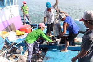 Chính phủ thành lập Quỹ hỗ trợ phát triển nghề cá Khánh Hòa
