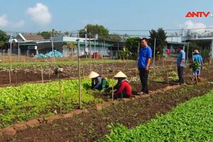 Đồng Nai: Người nông dân thua lỗ vì rau rớt giá