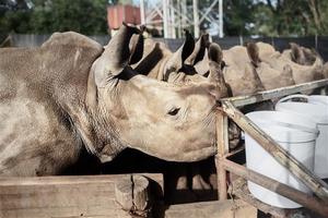 Nam Phi đấu giá trang trại nuôi tê giác lớn nhất thế giới