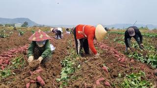 Nông dân Đắk Lắk đẩy mạnh sản xuất khoai lang xuất khẩu