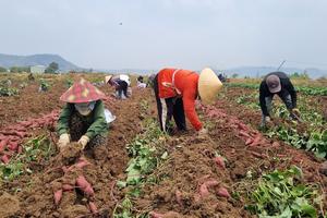 Nông dân Đắk Lắk đẩy mạnh sản xuất khoai lang xuất khẩu