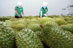 Thêm 47 mã số vùng trồng sầu riêng đủ tiêu chuẩn xuất khẩu sang Trung Quốc