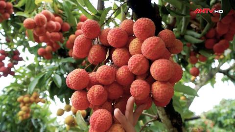 Lục Ngạn - Mùa vải chín