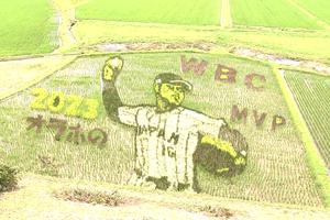  Chân dung ngôi sao bóng chày Ohtani Shohei trên đồng lúa