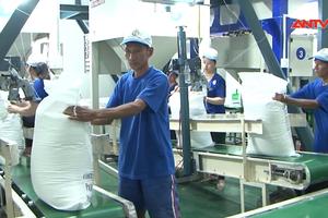 Tăng cường các giải pháp thúc đẩy sản xuất, xuất khẩu gạo