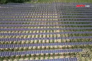 Nông dân Đức “thu hoạch” năng lượng mặt trời từ hoa bia