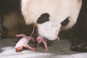 Lần đầu tiên cặp gấu trúc song sinh chào đời ở Hàn Quốc