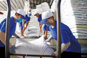 Giá gạo Việt xuất khẩu cao nhất 10 năm