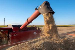 5 nước EU muốn gia hạn lệnh cấm ngũ cốc Ukraine