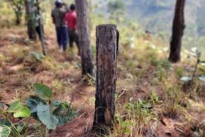 Khẩn trương điều tra, xử lý nghiêm vụ phá rừng tại huyện Lâm Hà