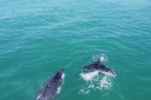 Các nhà khoa học Brazil thực hiện dự án bảo vệ cá voi lưng gù