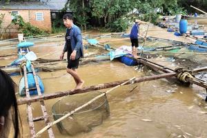 Gần 390 tấn cá bè bị nước lũ cuốn trôi ở Đồng Nai