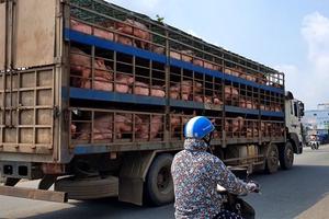 Xử lý nghiêm các trường hợp buôn bán, vận chuyển trái phép lợn vào Việt Nam