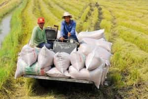 Thủ tướng yêu cầu xử lý nghiêm các trường hợp đẩy giá lúa gạo bất hợp lý