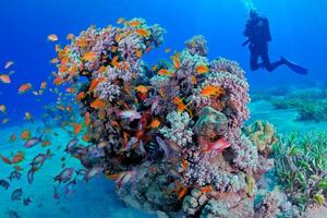 Mỹ “sơ tán” san hô để tránh nóng