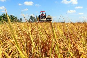 Giá lúa, gạo trong nước tăng mạnh