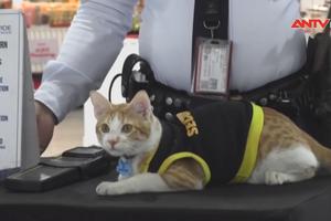  Mèo hoang trở thành nhân viên bảo vệ ở Philippines
