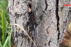Xác minh việc cây thông chết trắng vì bị đầu độc tại Lâm Hà