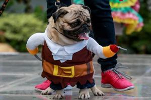 Lễ hội hóa trang Halloween cho chó ở Peru