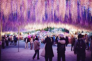 Lễ hội ánh sáng công viên hoa Ashikaga