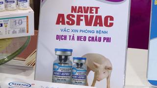 Việt Nam xuất khẩu vaccine phòng dịch tả lợn châu Phi