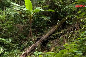  Nhiều giải pháp giảm nạn phá rừng ở Kon Tum