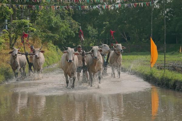Hội đua bò chùa Rô: Mừng tết Sen Dolta