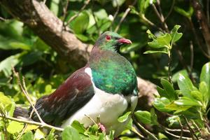 Nhà sinh thái học bảo tồn những loài chim ở New Zealand