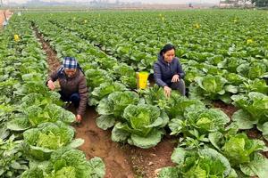Các vùng sản xuất rau ở Hà Nội tất bật cho vụ Tết