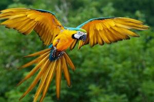 Peru - quốc gia có nhiều loài chim nhất thế giới
