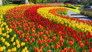 Hàng ngàn bông hoa tulip khoe sắc tại Amsterdam