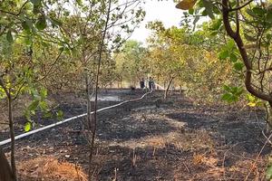 Bình Phước: Cháy lớn thiêu rụi hơn 2ha vườn cao su 