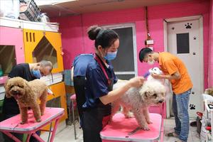 Dịch vụ chăm sóc thú cưng hút khách dịp Tết