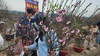 Đào, quất mini dưới 200.000 đồng đắt khách