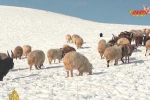 LHQ cảnh báo mùa đông vô cùng khắc nghiệt ở Mông Cổ 