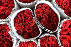 Mỹ nhập khẩu hoa hồng dành cho ngày lễ Valentine