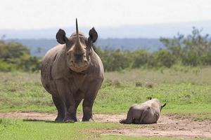 Kenya nỗ lực bảo tồn loài tê giác đen