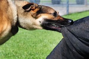 Lên án hành vi nuôi chó thả rông gây nguy hiểm cho cộng đồng