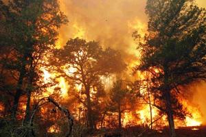 Cảnh báo nguy cơ cao xảy ra cháy rừng ở phía nam