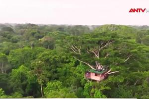 Lớp học trên cây góp phần giảm nạn phá rừng Amazon