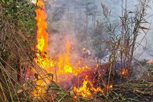 Dập tắt cháy rừng thông thuộc Khu du lịch hồ Tuyền Lâm