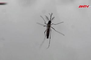 Muỗi biến đổi gen chống sốt xuất huyết ở Brazil